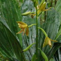 Phaius luridus Thwaites